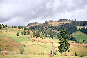 Tihuţa